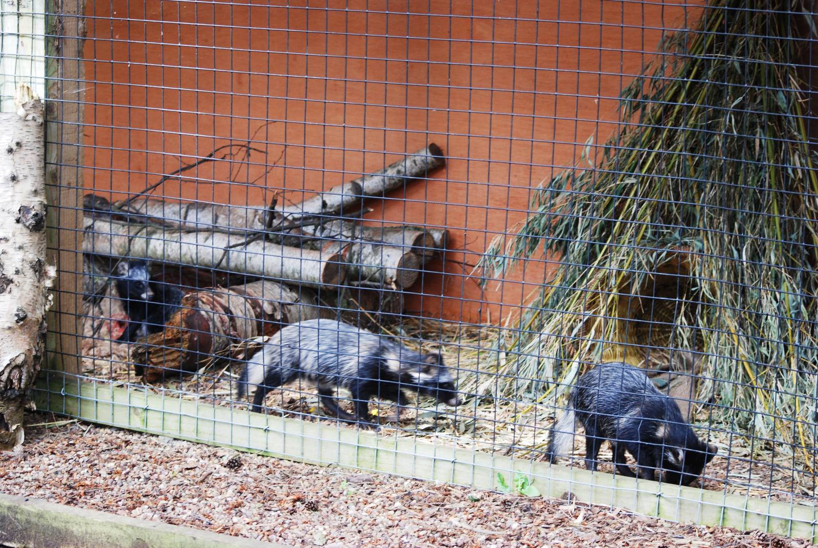Raccoon Dog Pups at Yorkshire WP, 05/08/12