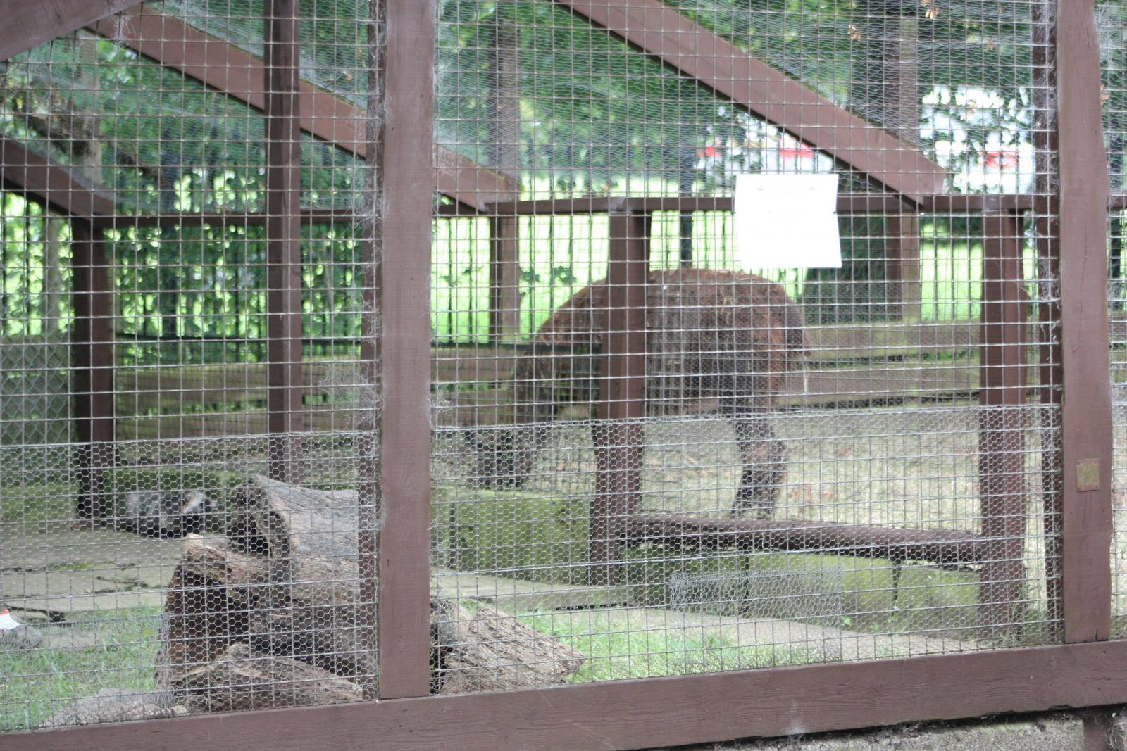 Raccoon Dog Ridge, 14th August 2014
