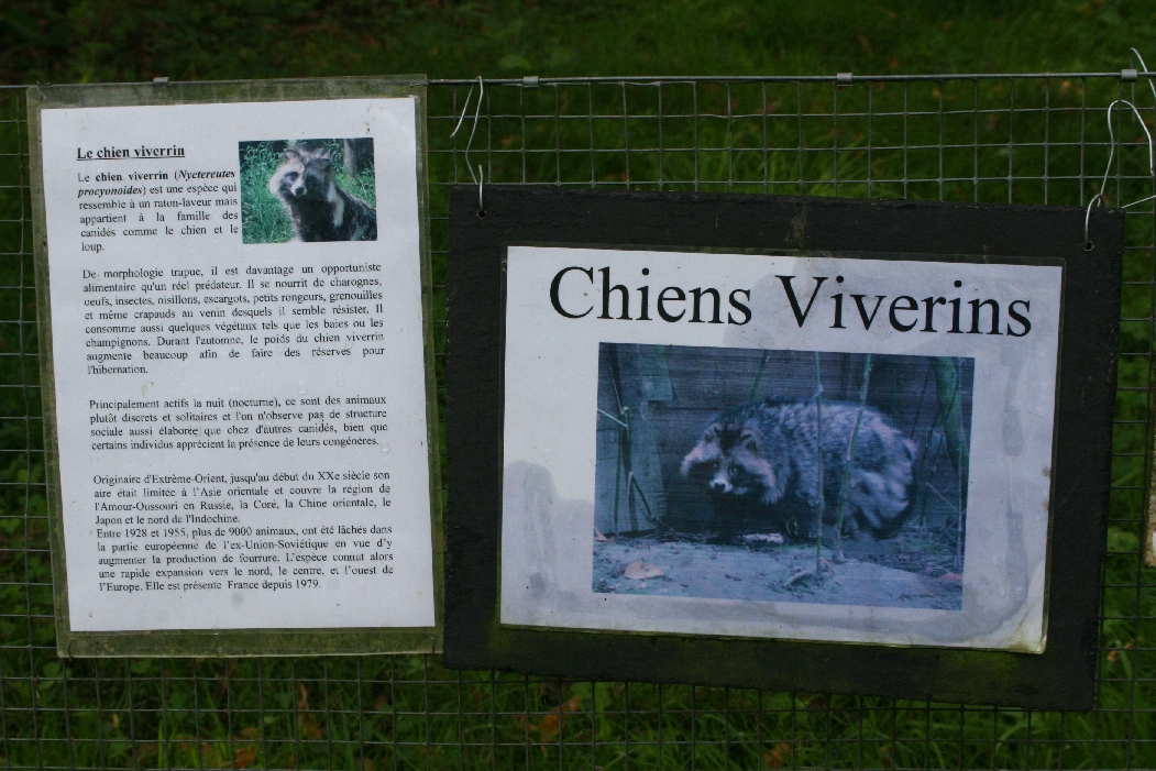 Raccoon Dog Signage