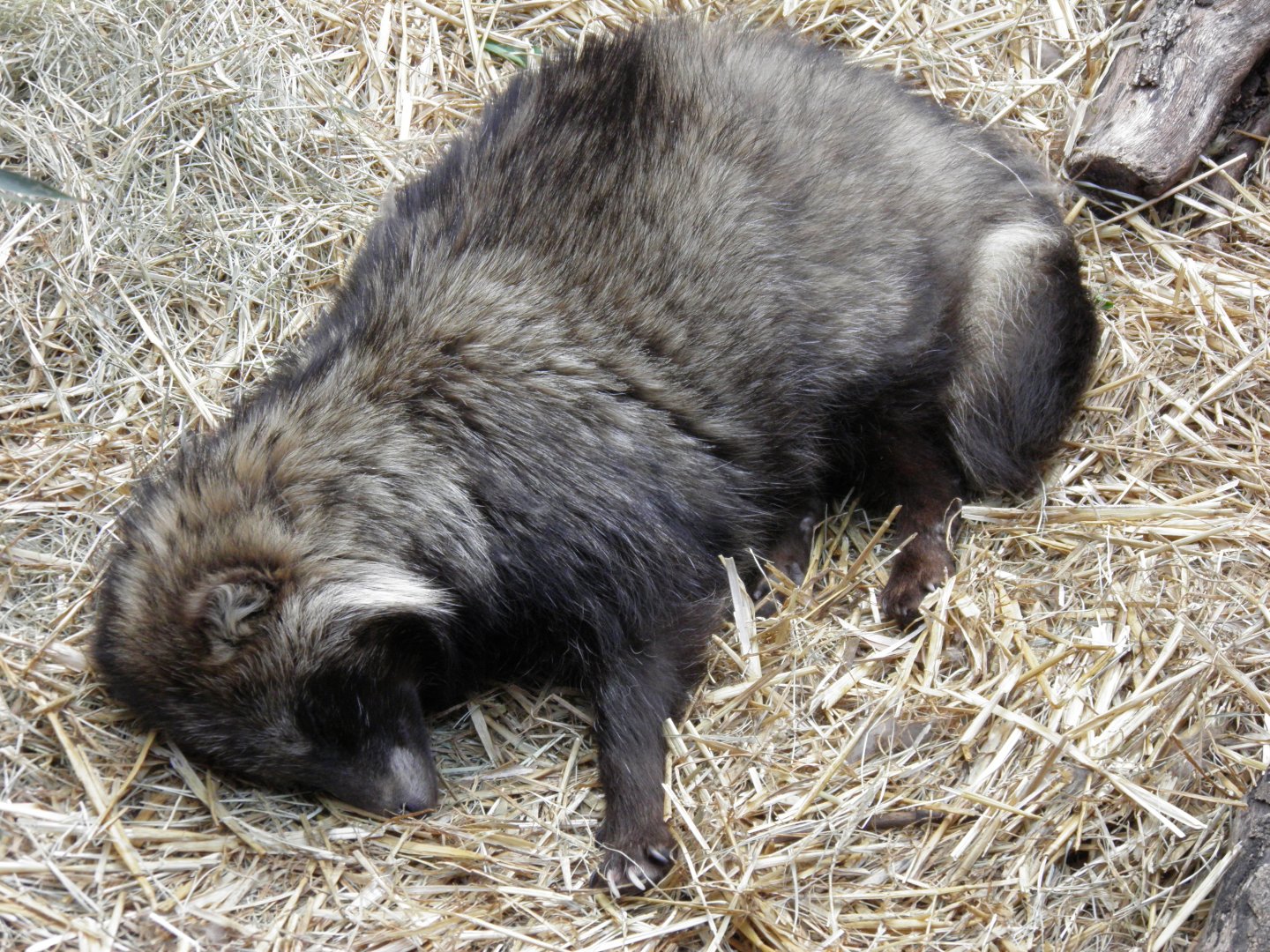 Raccoon Dog sleeping