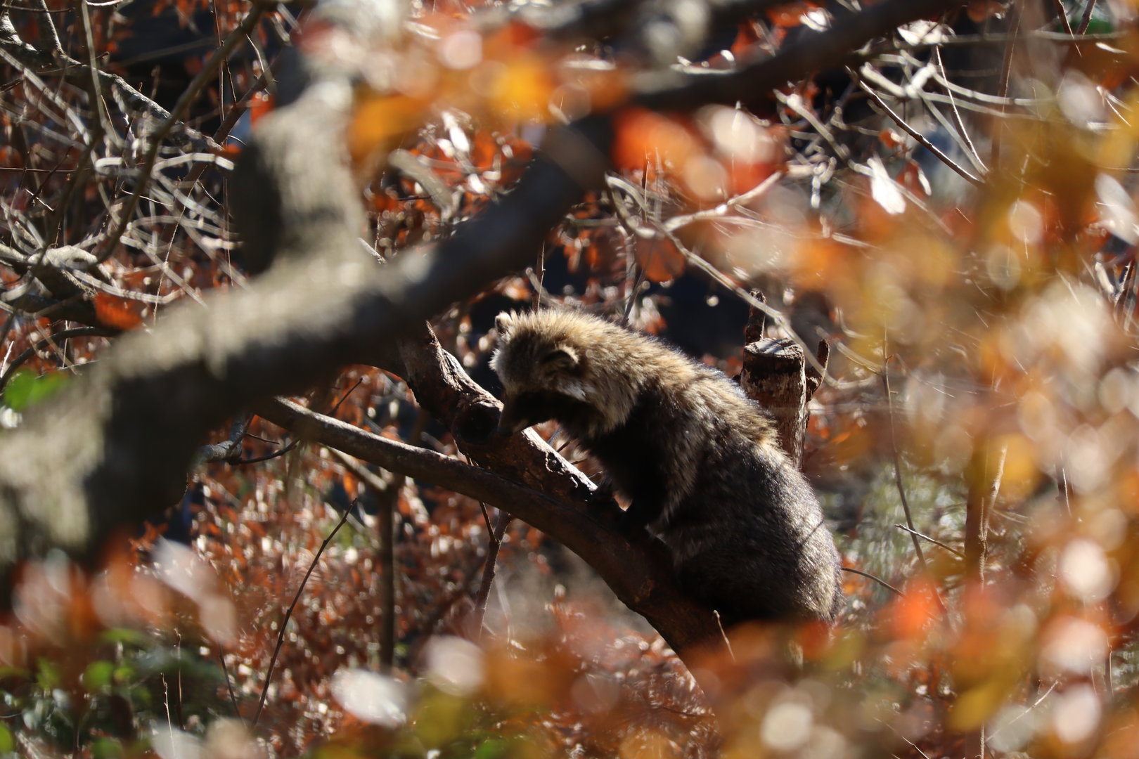Raccoon dog up a tree