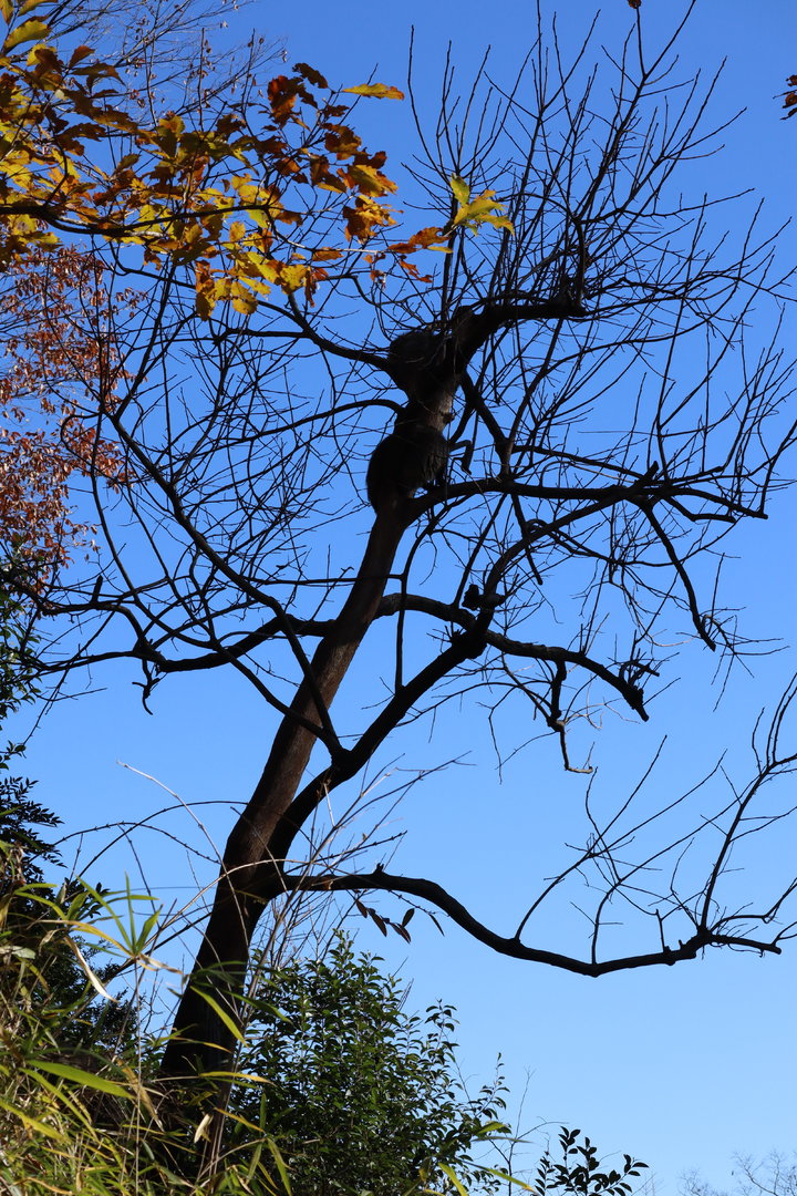Raccoon dog up a tree