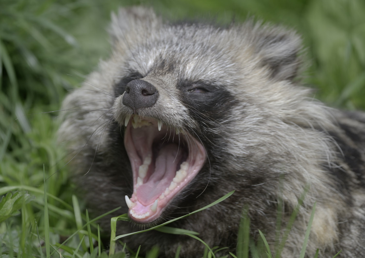 Raccoon dog yawning