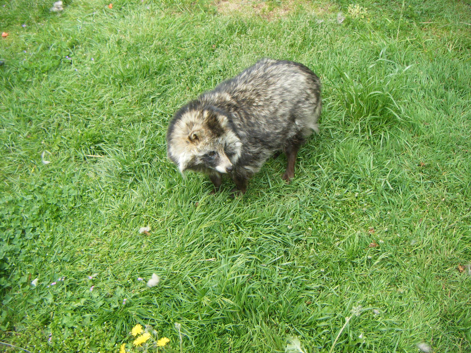 Raccoon Dog