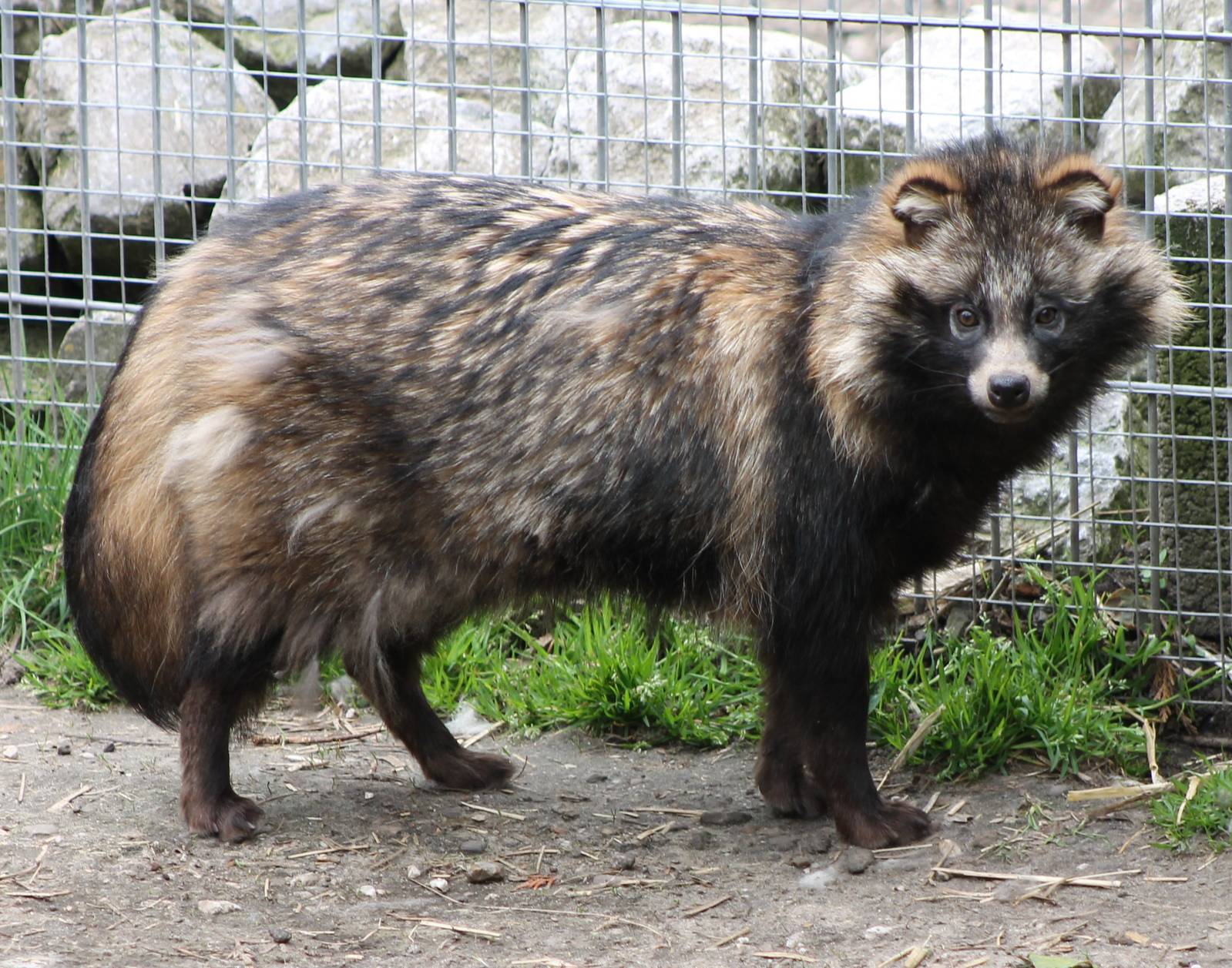 Raccoon dog