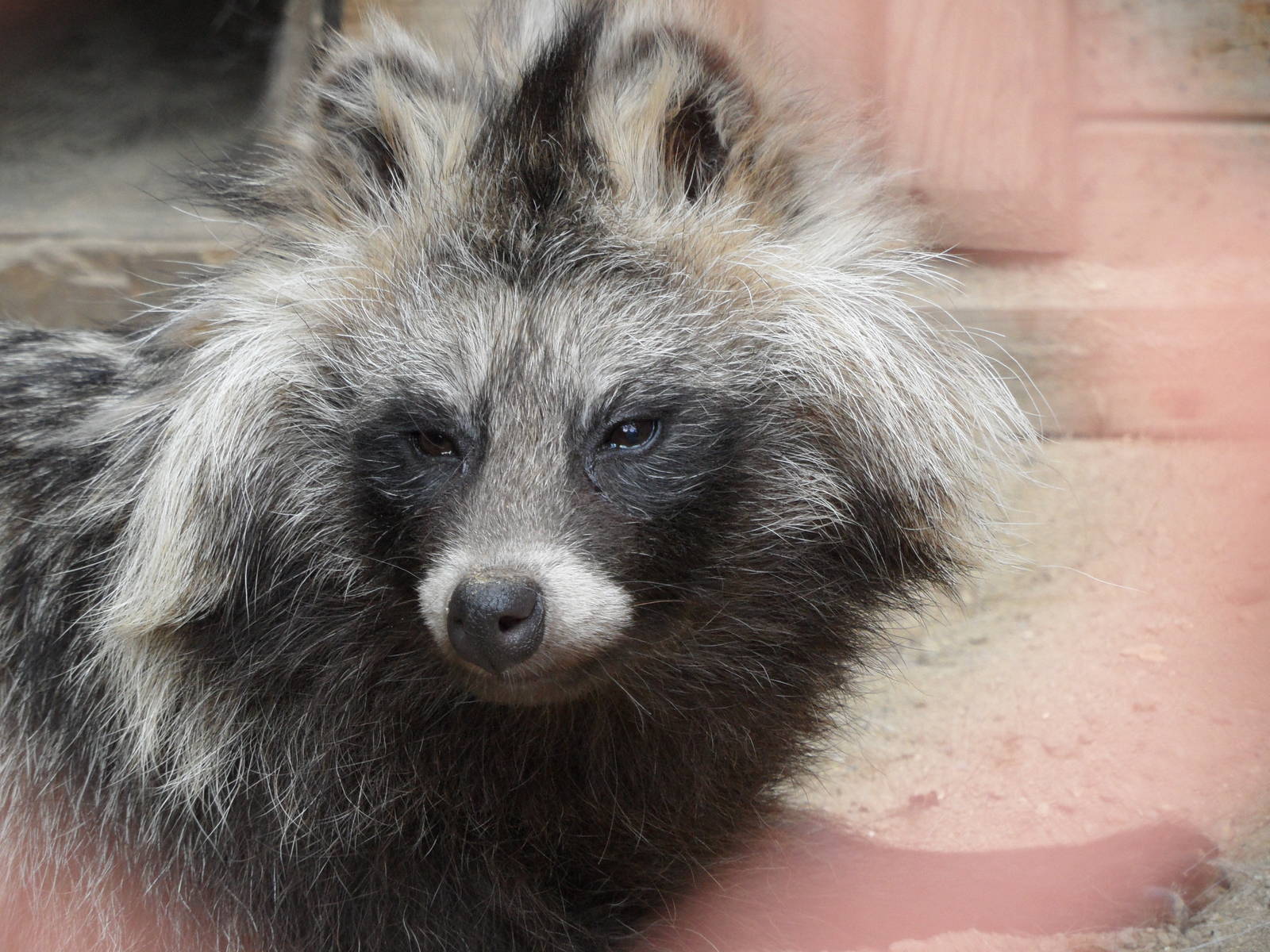 Raccoon dog