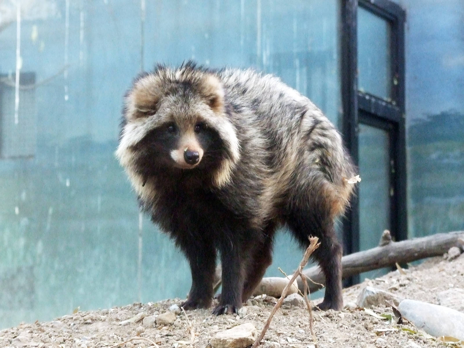 raccoon dog