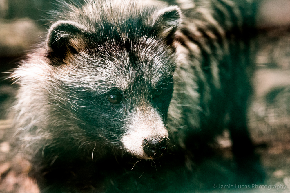 Raccoon Dog