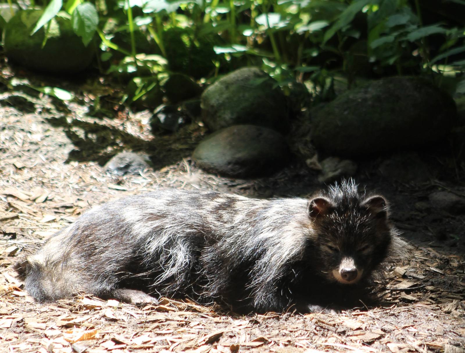 Raccoon dog