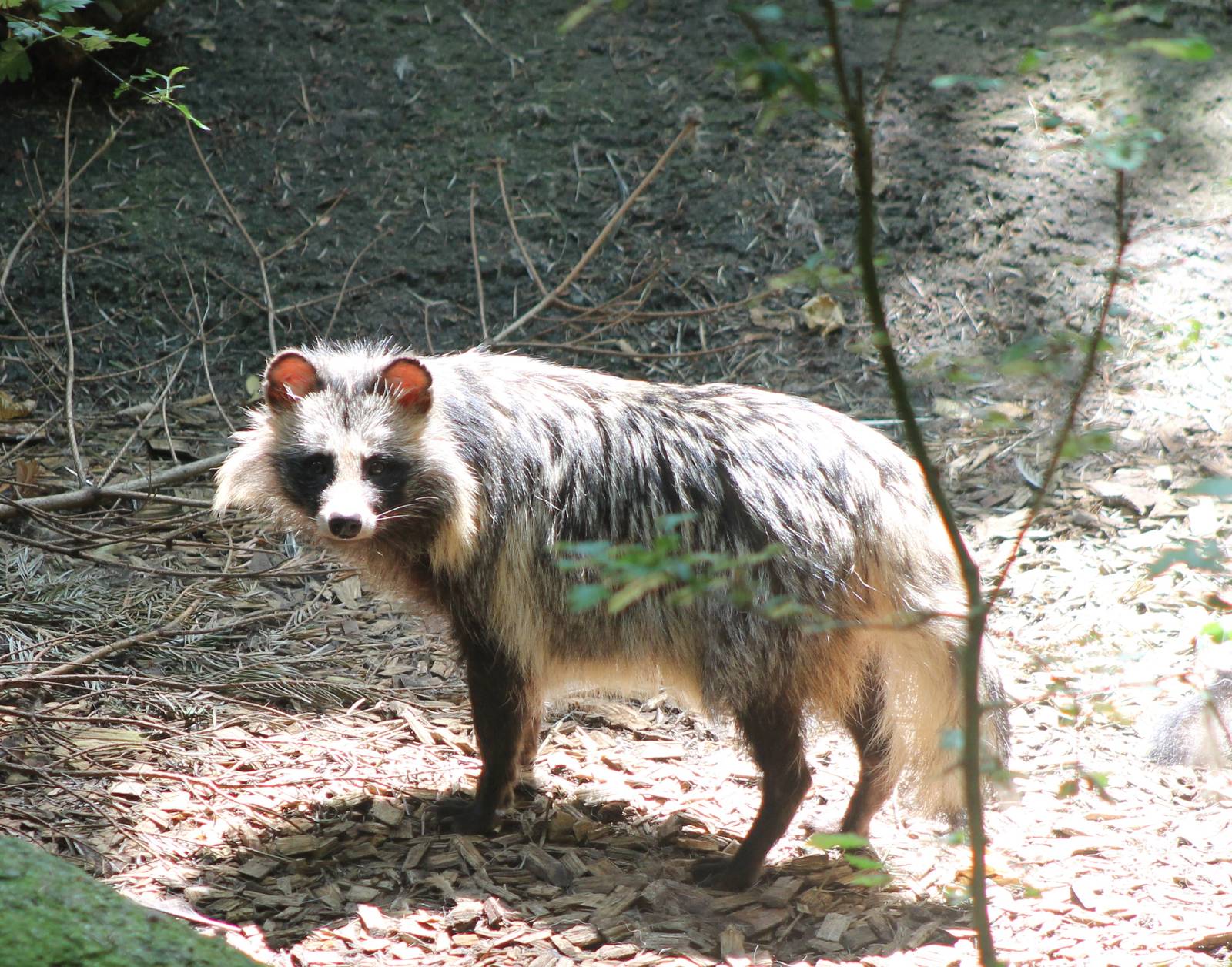 Raccoon dog