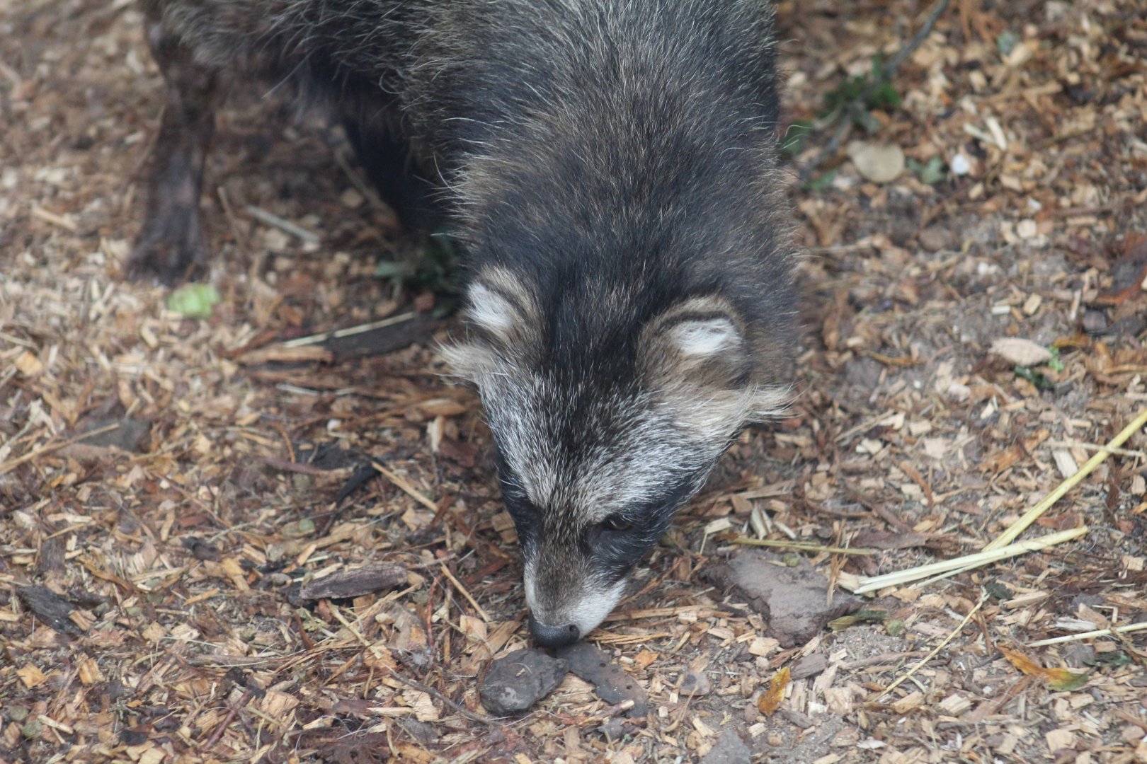 Raccoon Dog