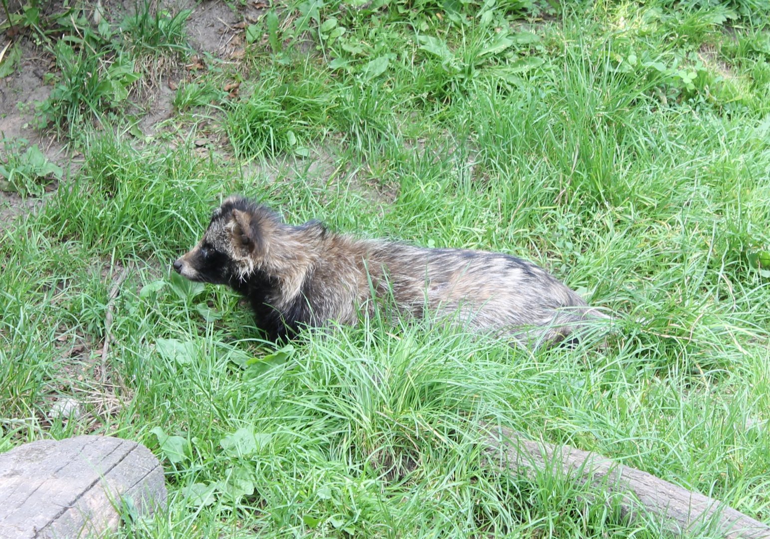 Raccoon dog
