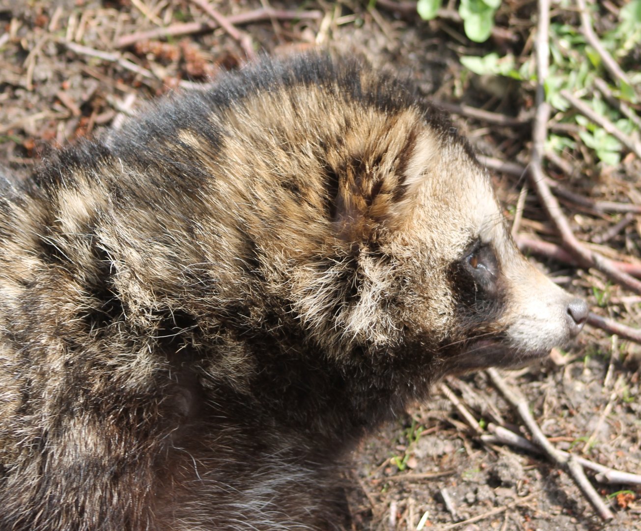 Raccoon dog