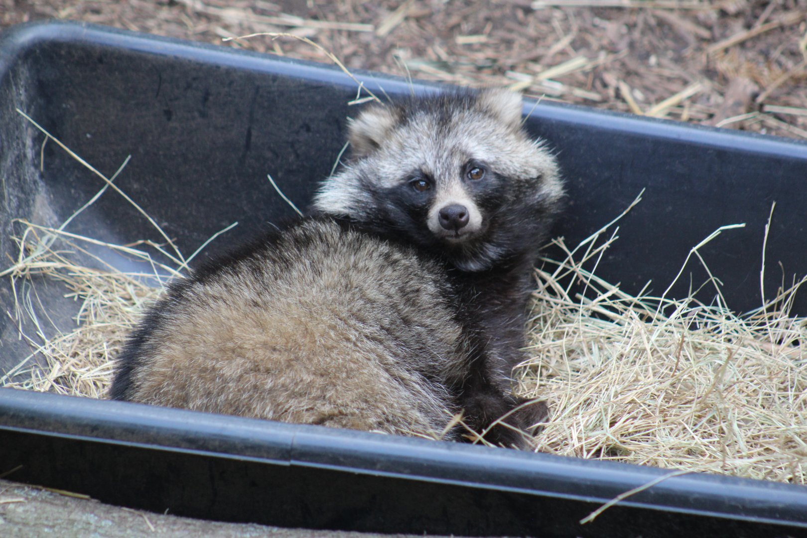 Raccoon Dog