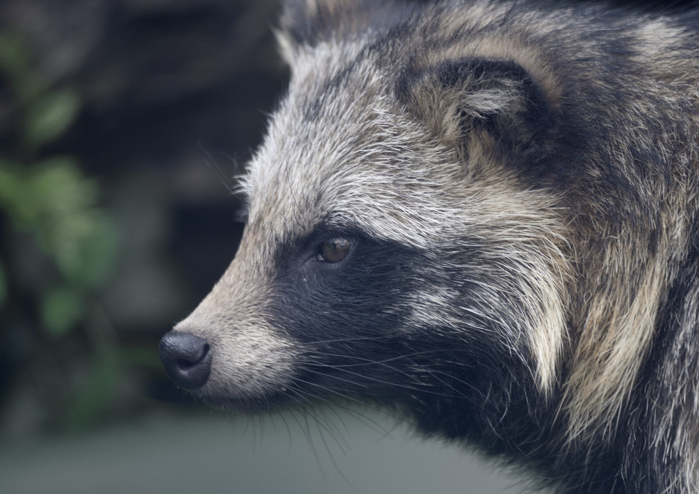 Raccoon dog