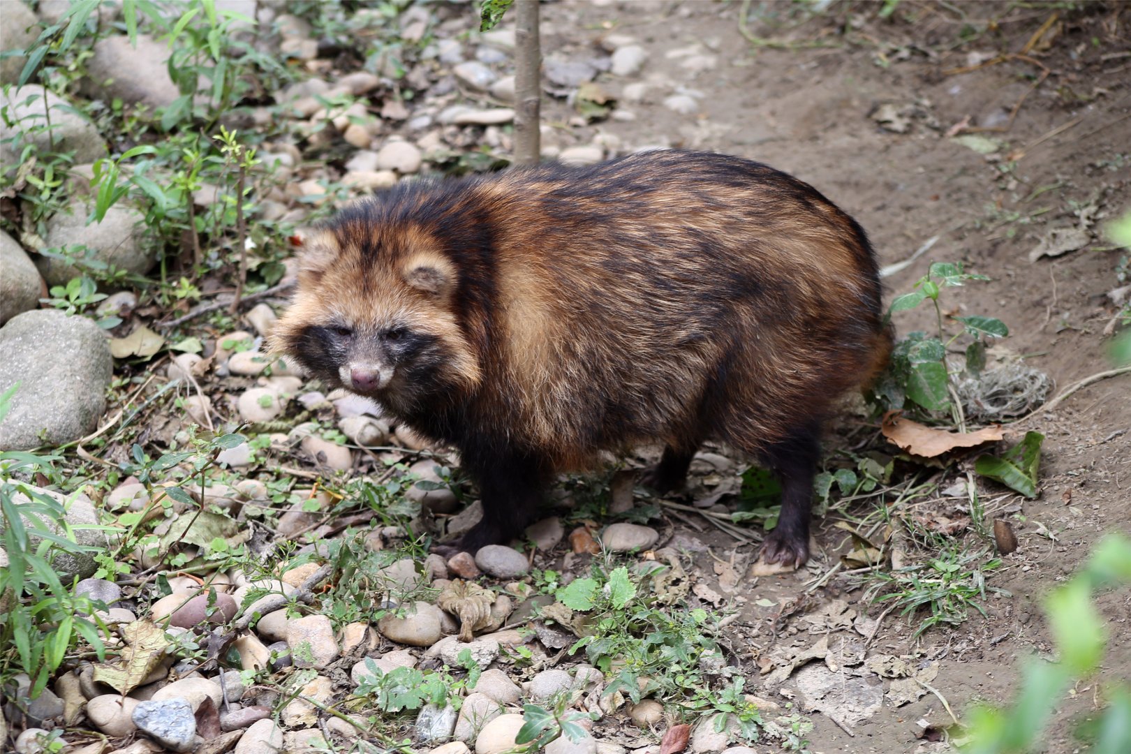 Raccoon Dog