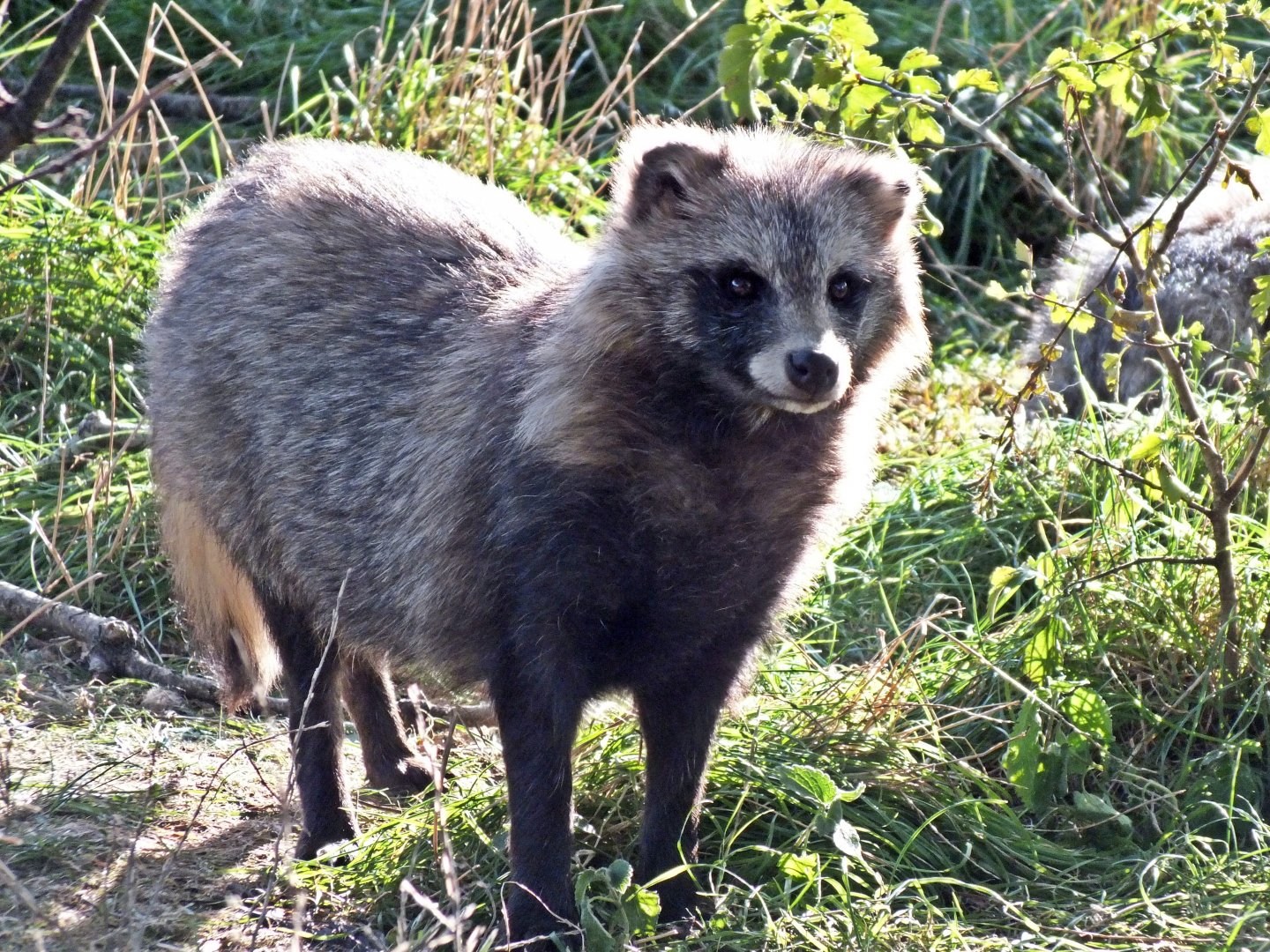 Raccoon dog