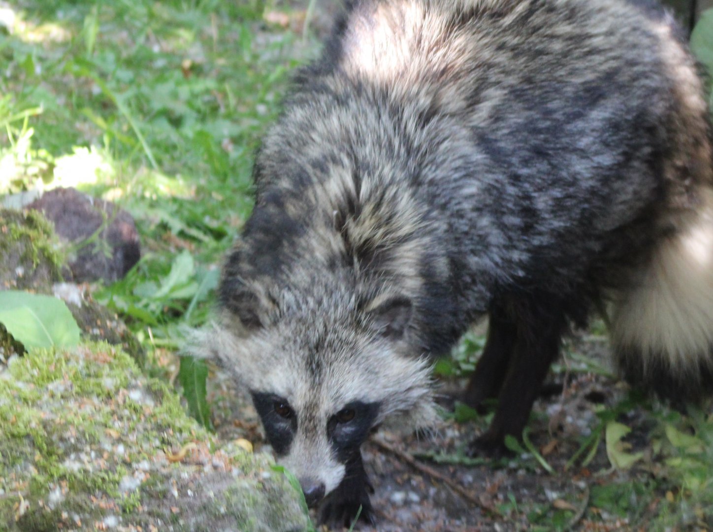 Raccoon dog