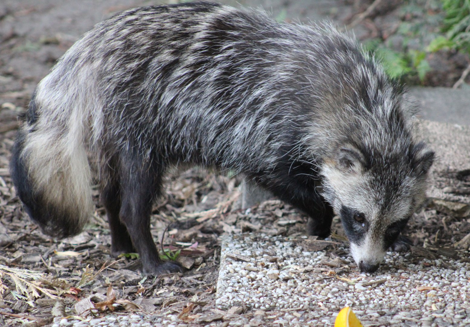 Raccoon dog