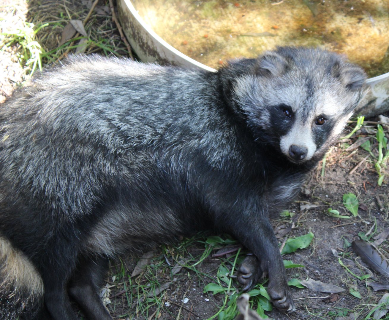Raccoon dog