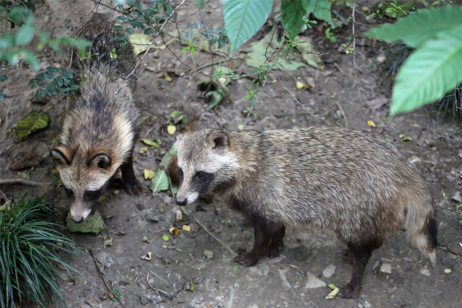 Raccoon Dog