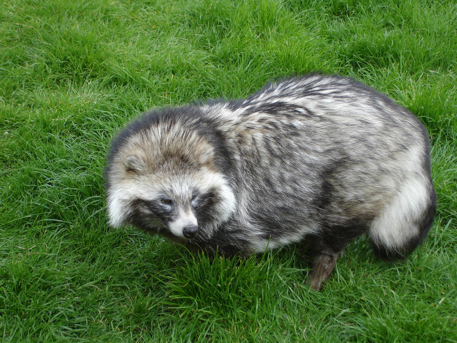 Raccoon Dog