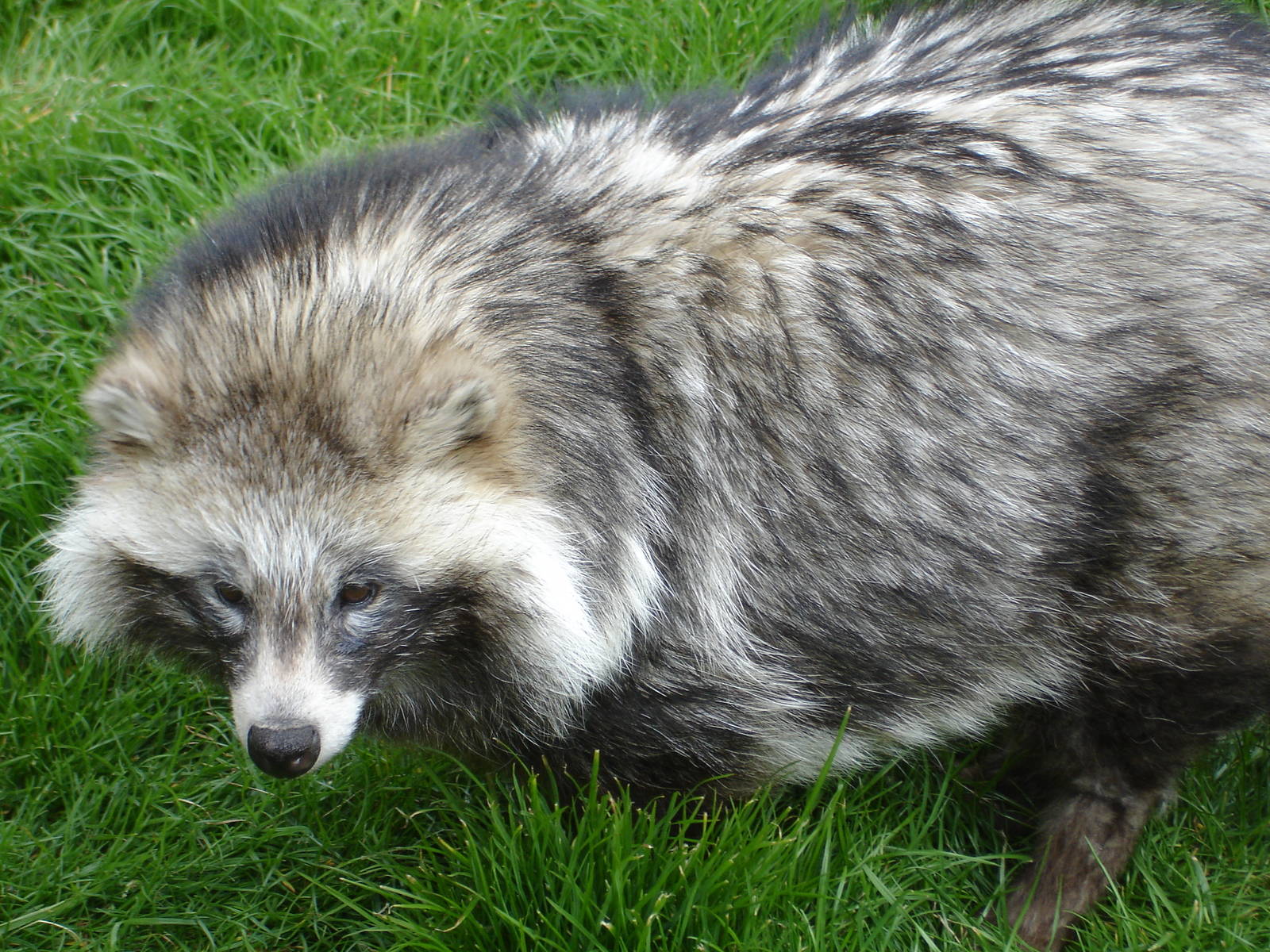 Raccoon Dog