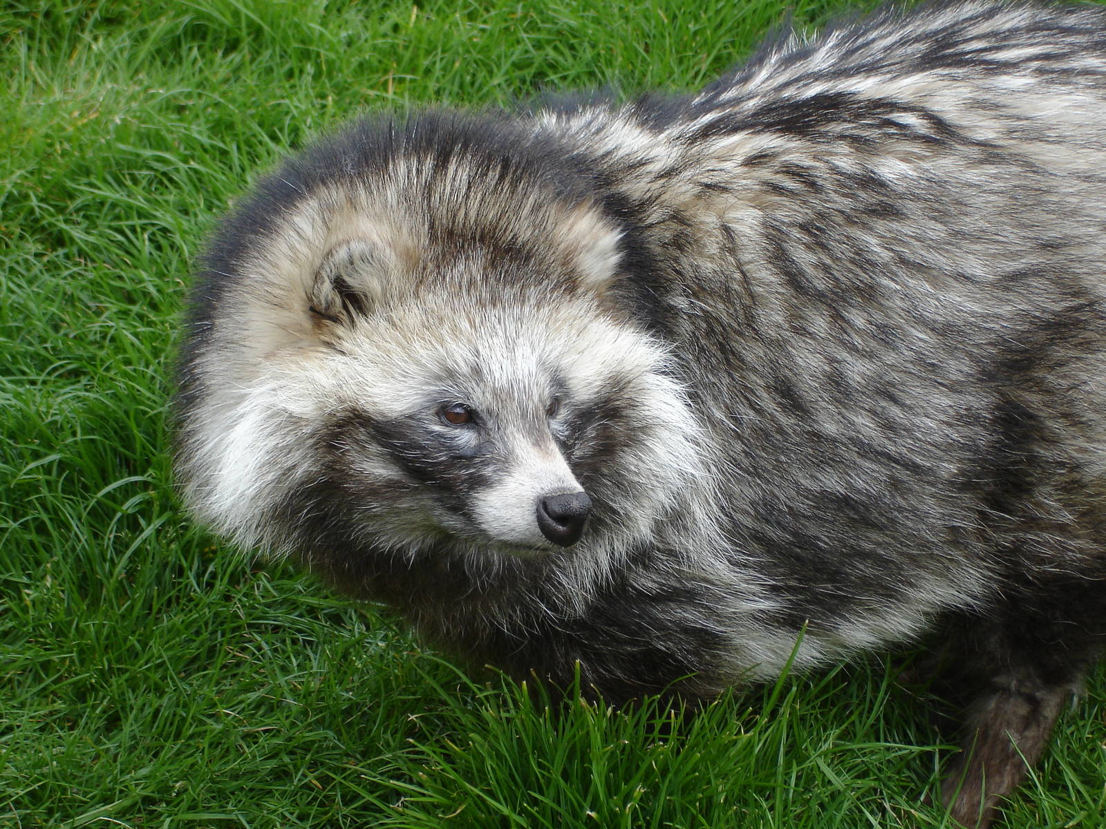Raccoon Dog