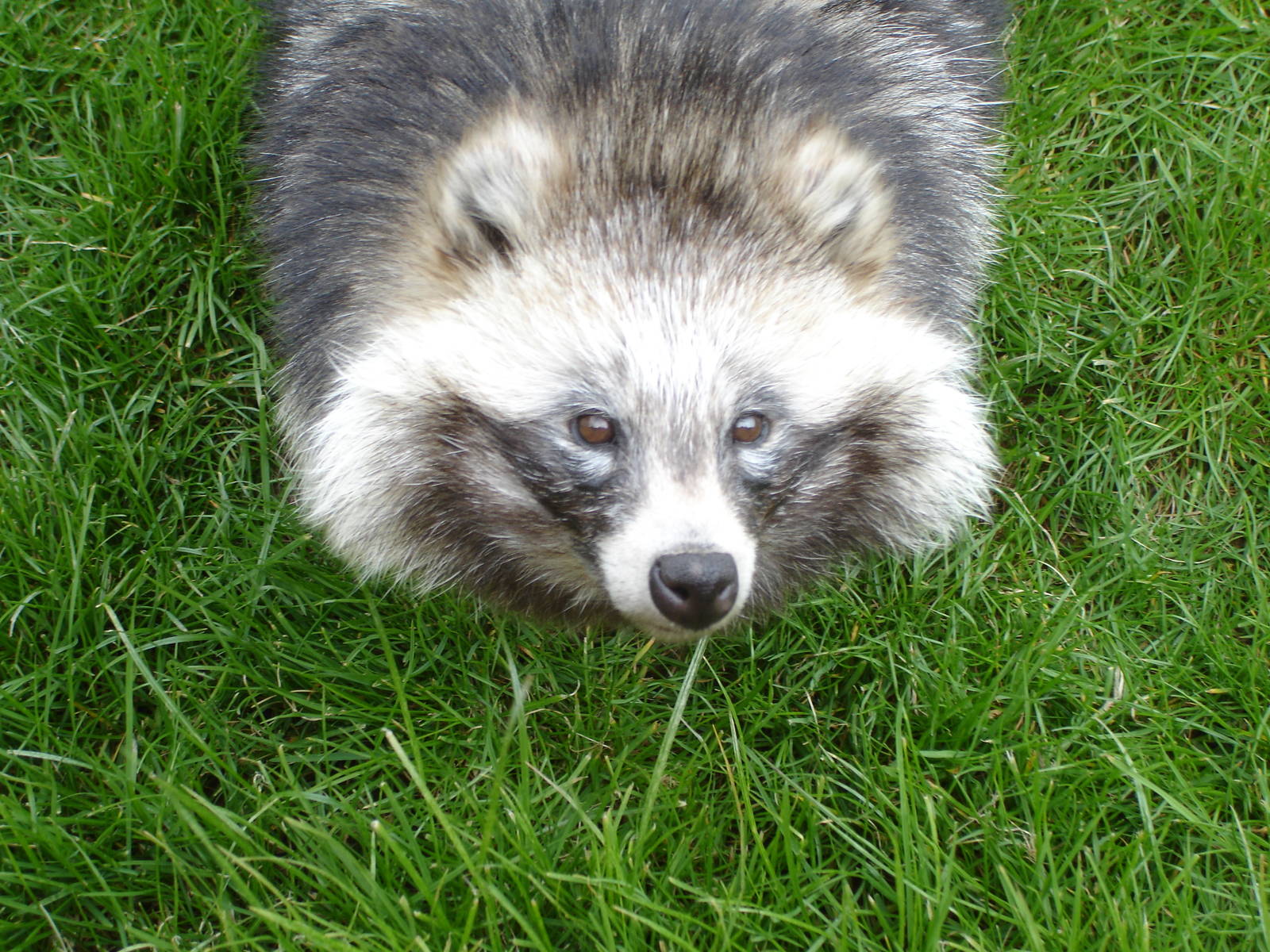 Raccoon Dog