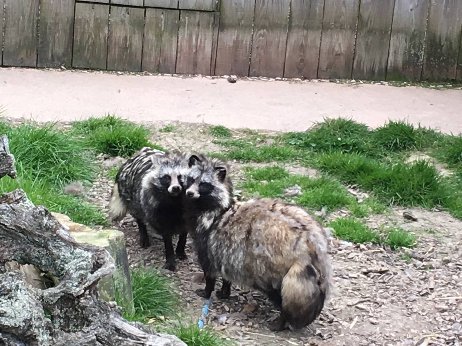 Raccoon Dogs 010516