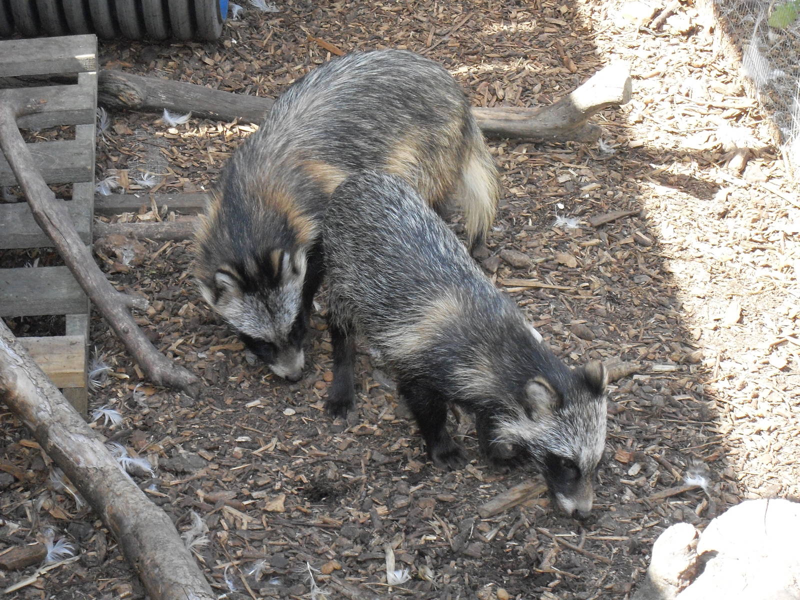 raccoon dogs 07/10