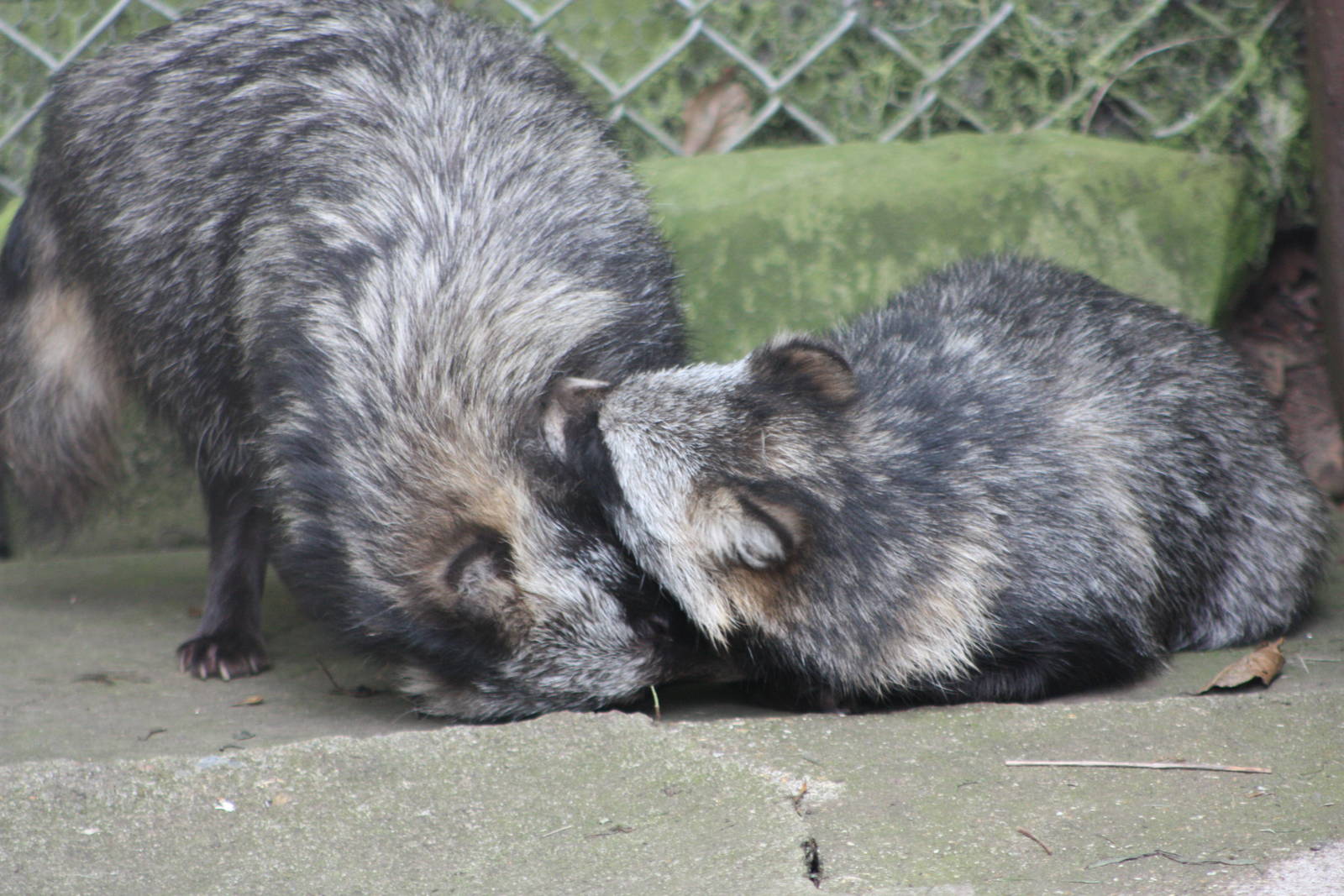 Raccoon Dogs, 14th August 2014