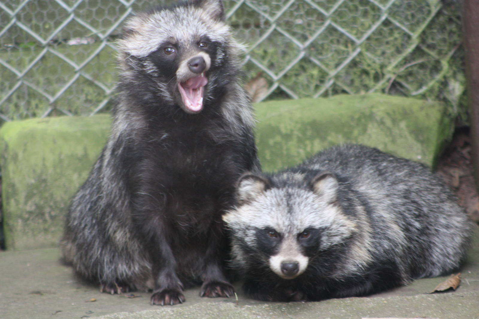 Raccoon Dogs, 14th August 2014