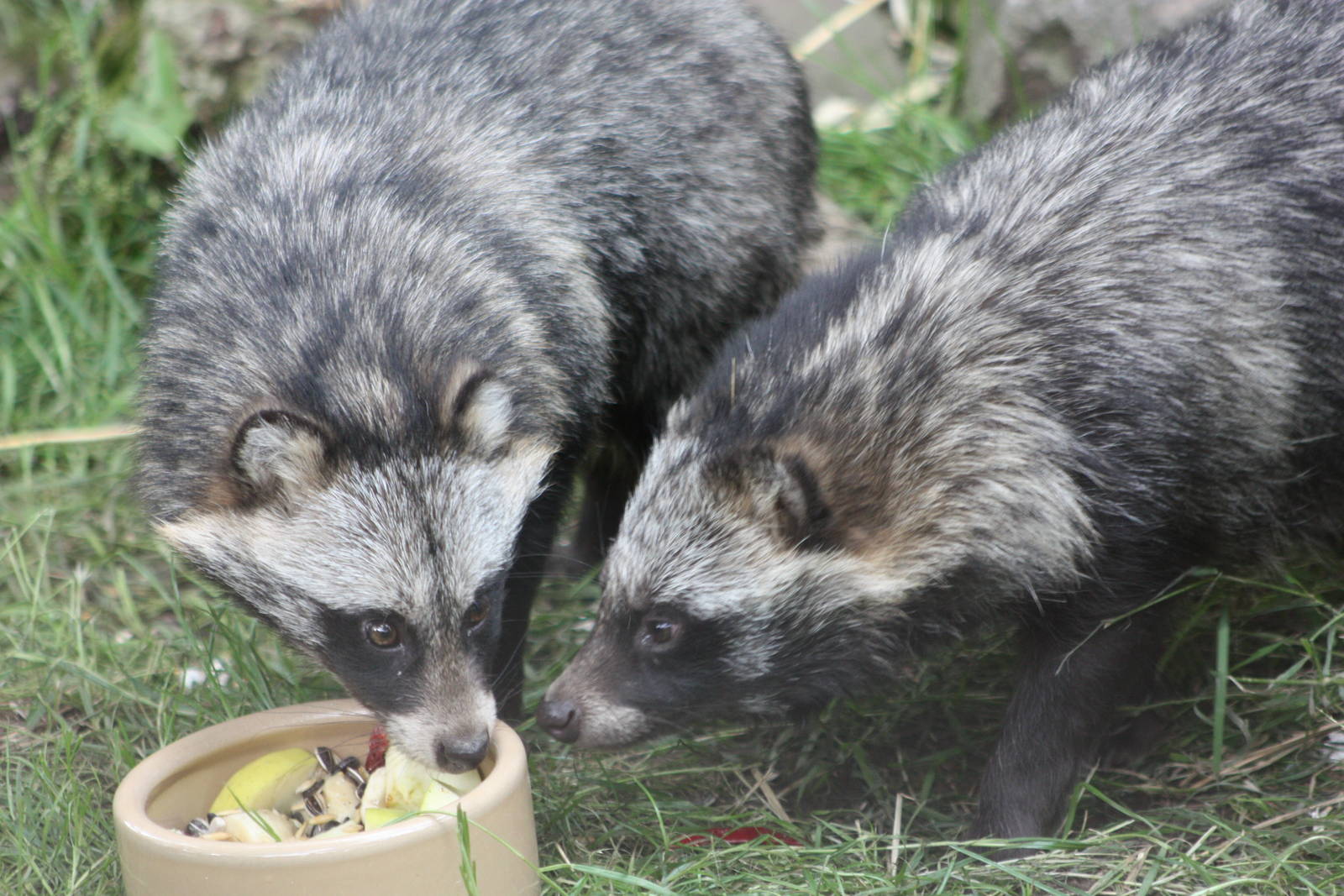 Raccoon Dogs, 16th August 2014