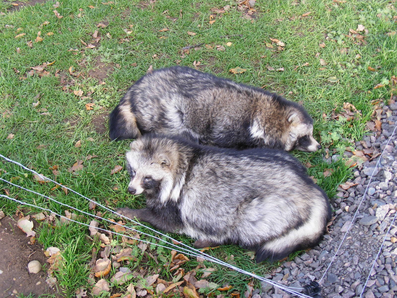 Raccoon dogs at Yorkshire Wildlife Park, 12 November 2010