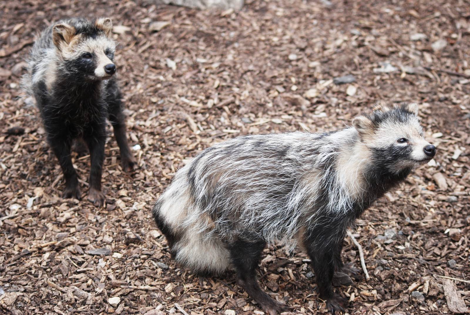Raccoon Dogs at Yorkshire WP, 05/08/12
