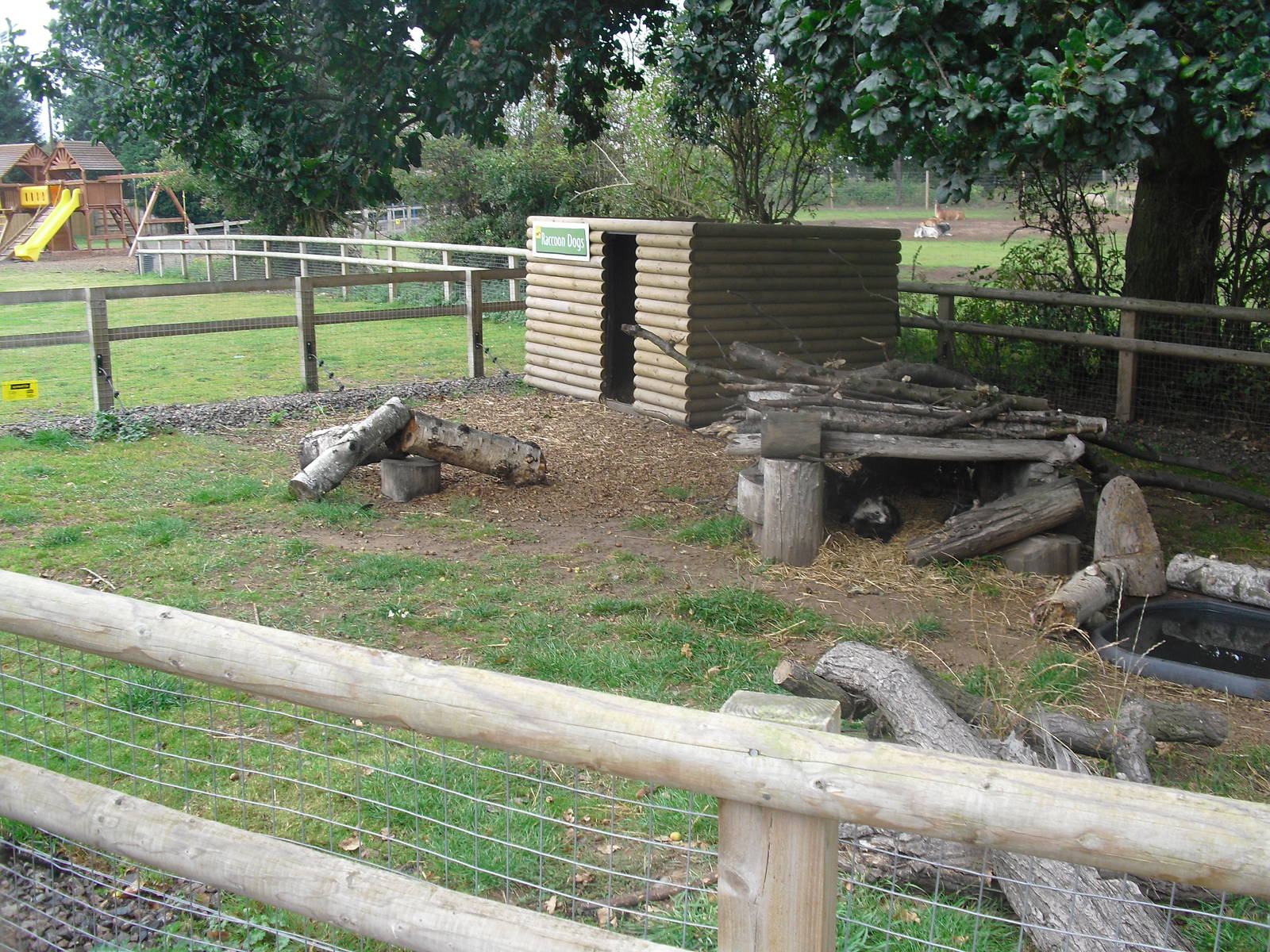 Raccoon Dogs Enclosure - 04/09/2011