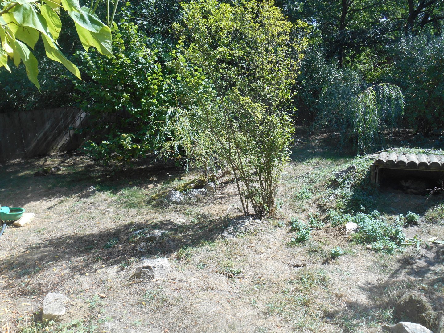 Raccoon Dogs Exhibit