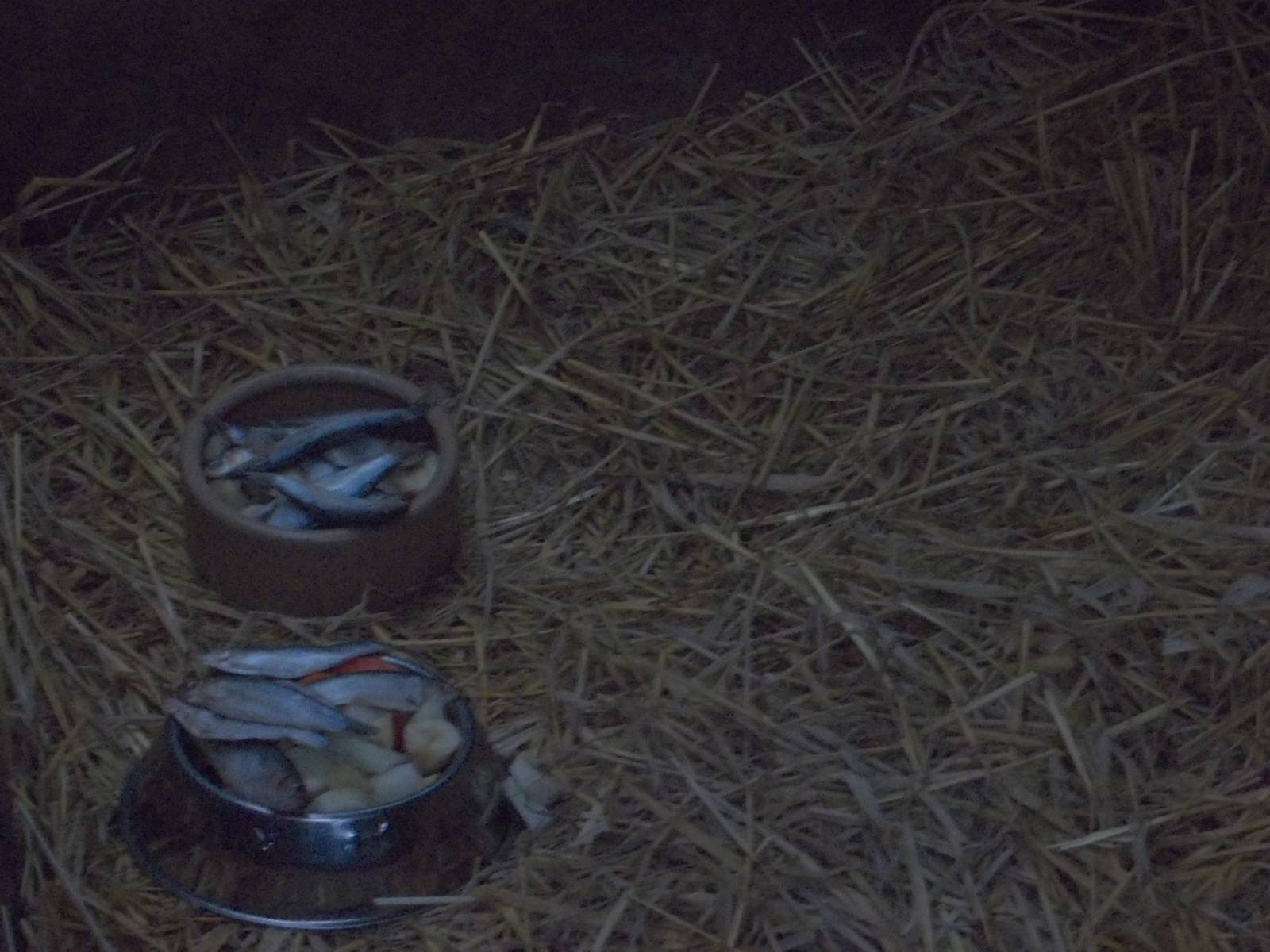 Raccoon Dogs fed in shelter due to rain, 8th November 2014