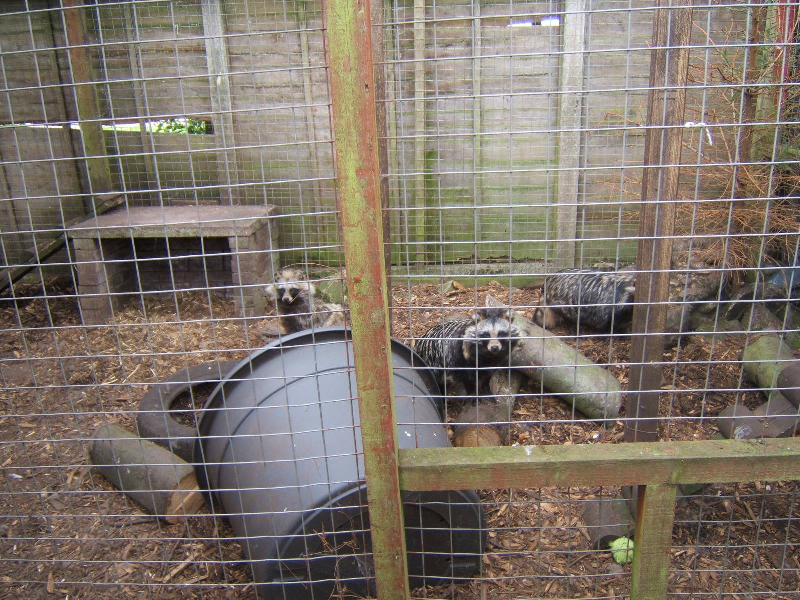 Raccoon Dogs in the old Raccoon enclosure