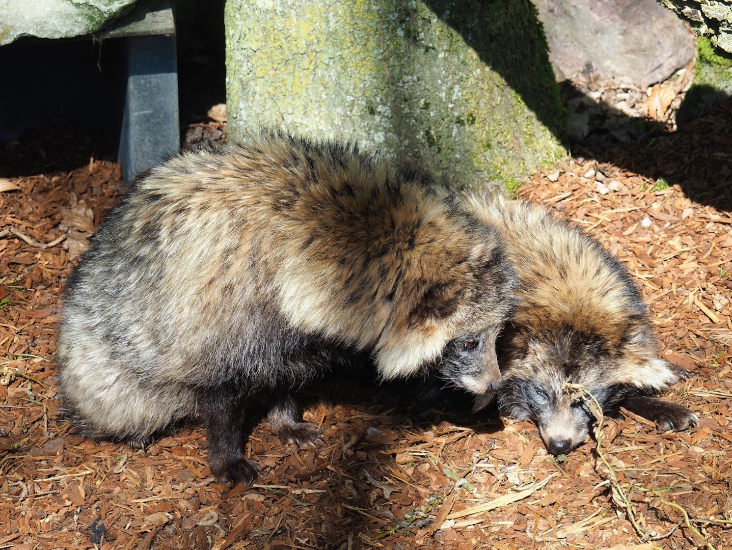Raccoon dogs (Nyctereutes procyonoides), 2023-04-30
