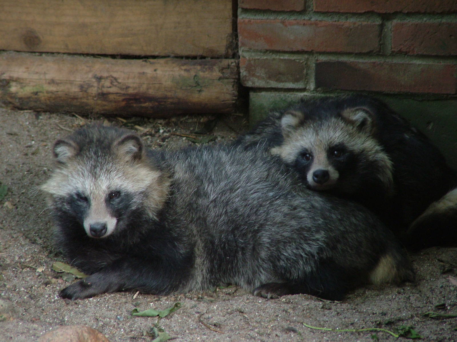 Raccoon Dogs (Nyctereutes procyonoides) at Tierpark Neumuenster 2007