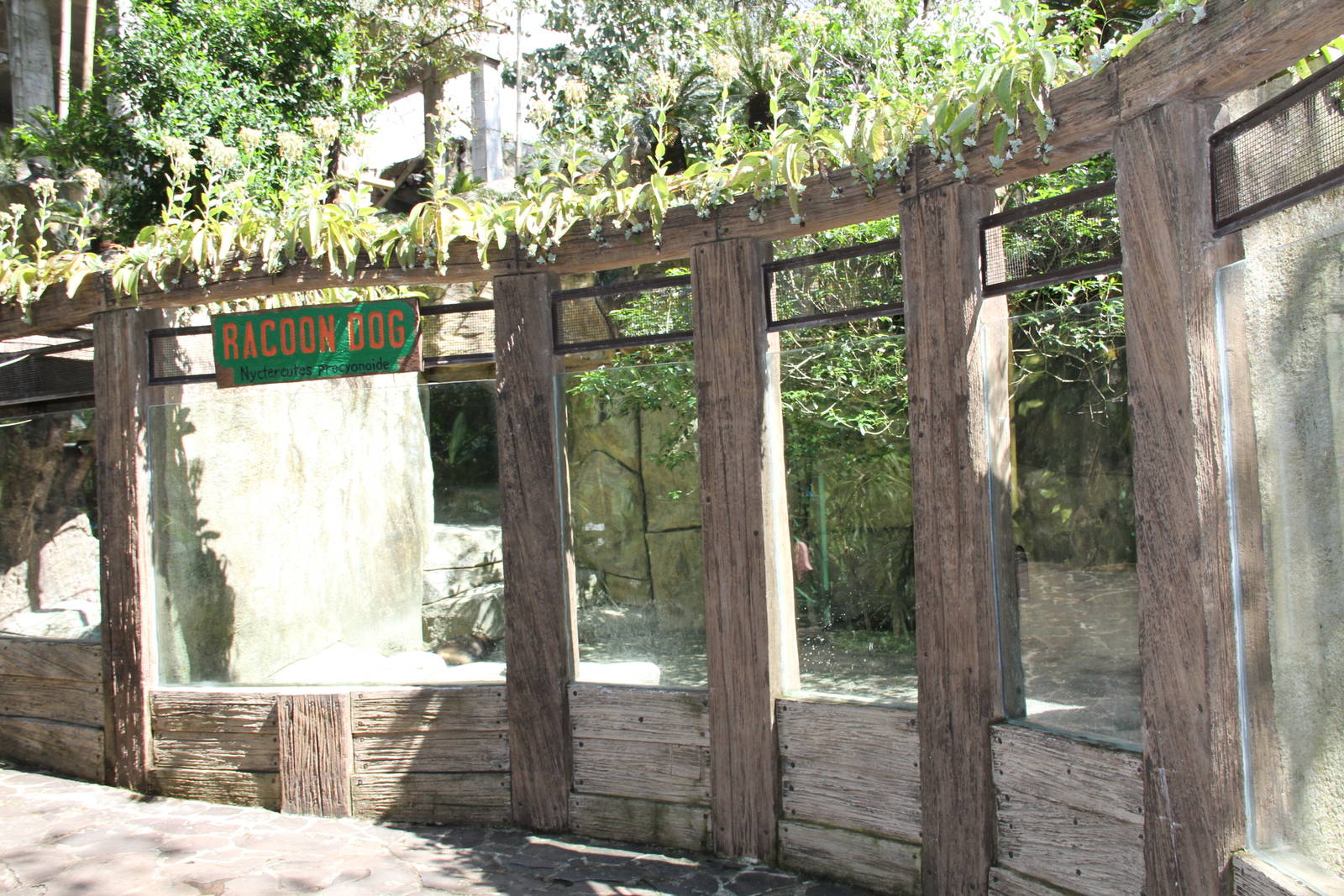 Raccoon Dog's (Nyctereutes procyonoides) exhibit
