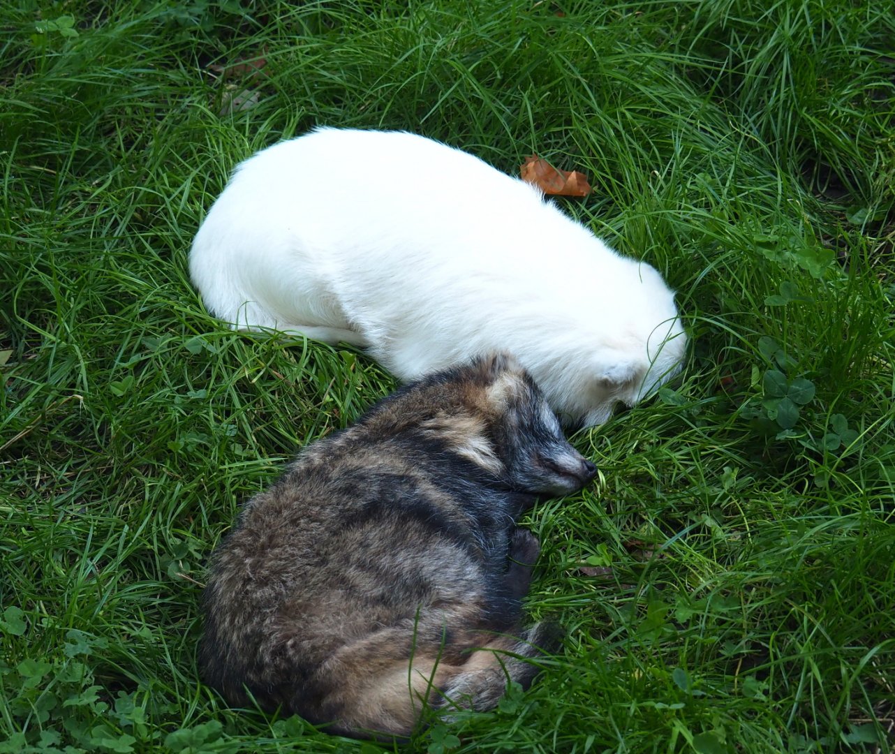 Raccoon dogs (Nyctereutes procyonoides), normal and leucistic, 2021-09-03
