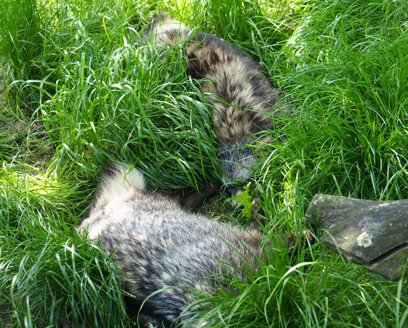 Raccoon dogs (Nyctereutes procyonoides) sleeping in the grass, 2019-06-01