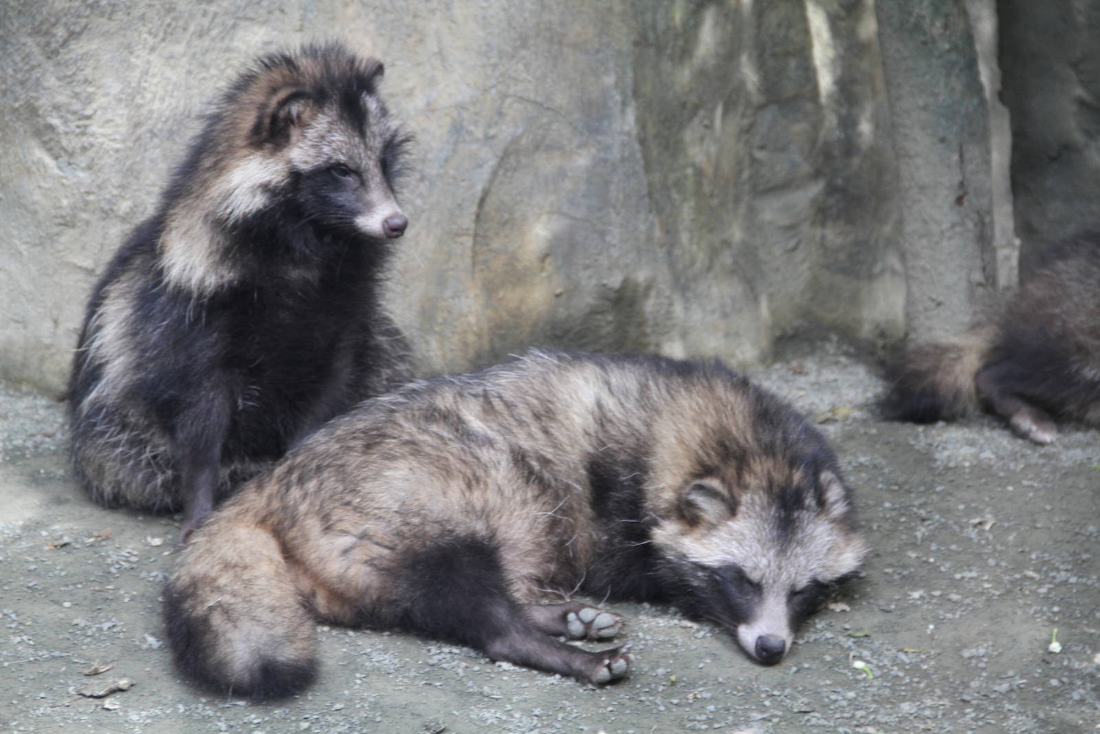Raccoon Dogs (Nyctereutes procyonoides)