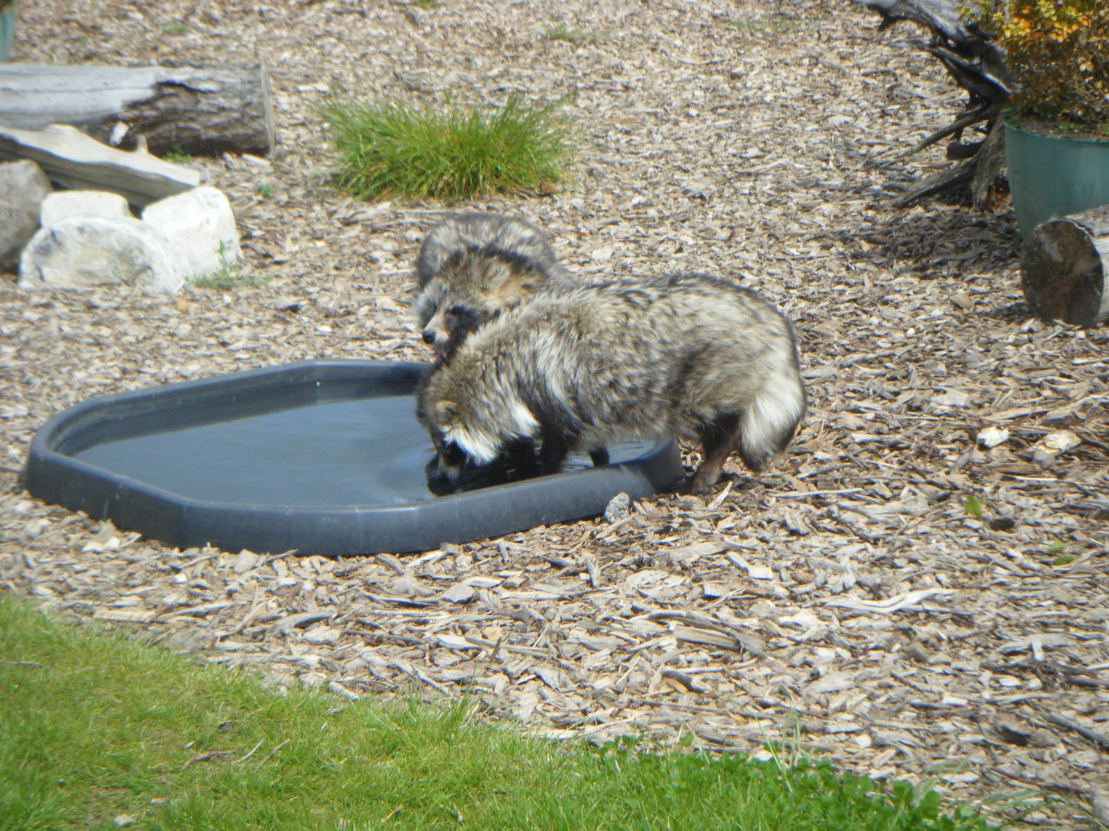 Raccoon Dogs Paddling