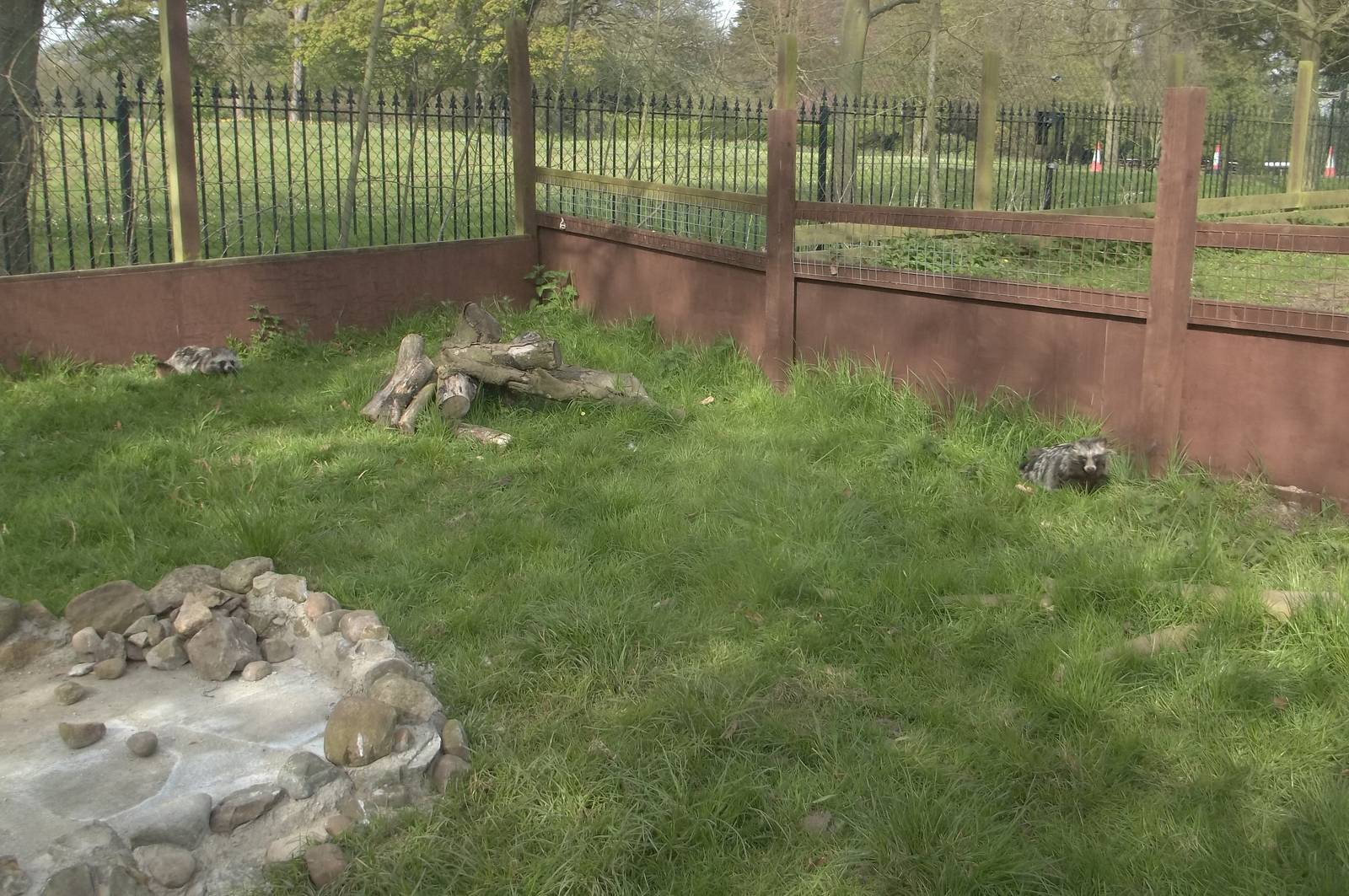Raccoon Dogs using exhibit extension, 6th May 2016