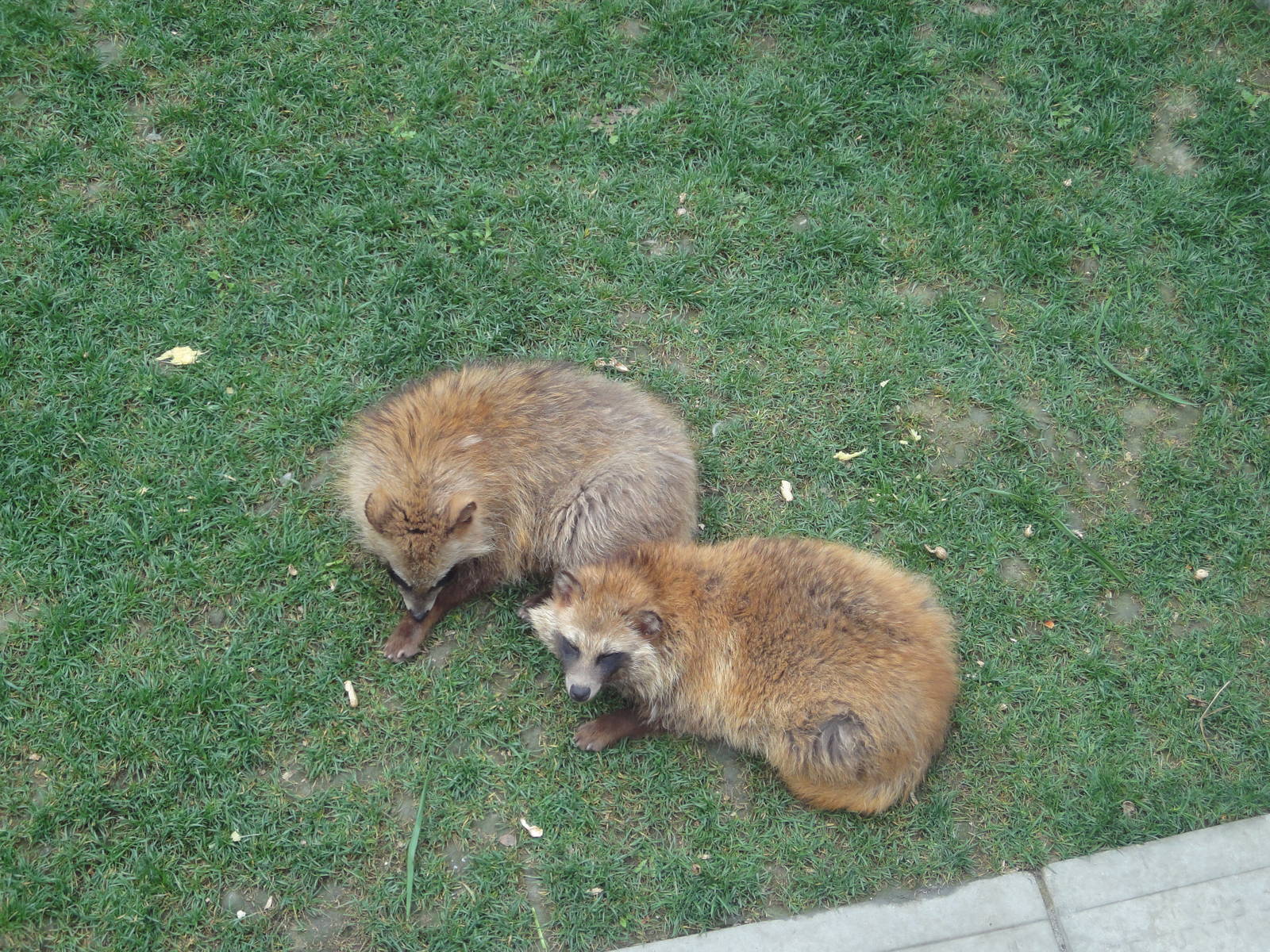 Raccoon Dogs