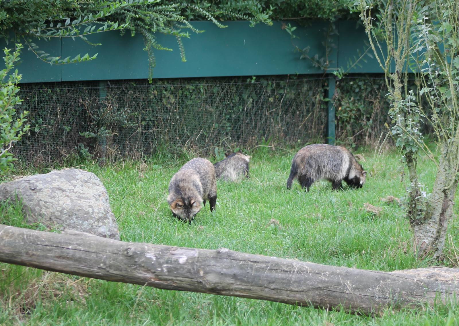 Raccoon dogs